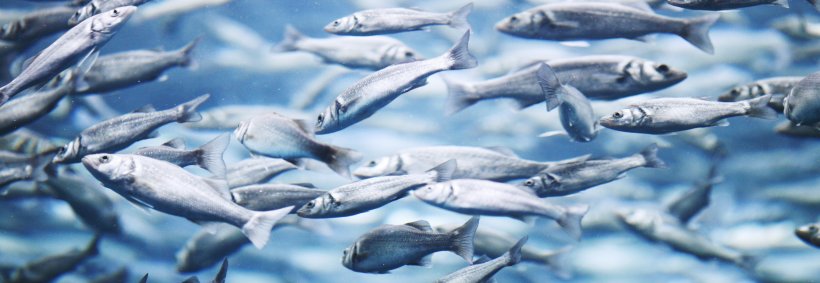Mackerel