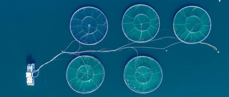 Fish Farms