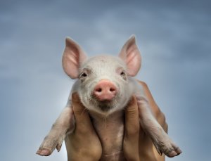 Piglet