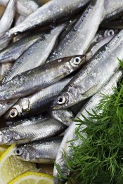 Anchovies