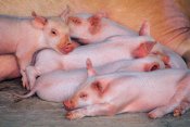 Piglets